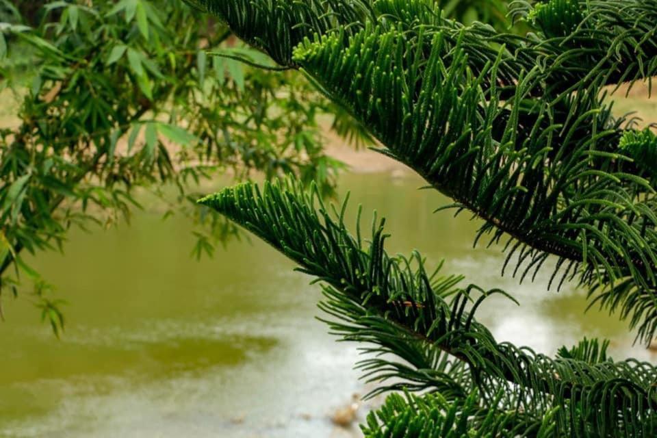 Sadhara River View Lodge Kandy Ngoại thất bức ảnh
